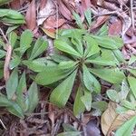 Manilkara sulcata 葉