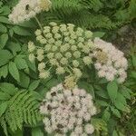 Angelica sylvestrisFlower