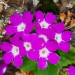 Primula hirsuta फूल