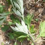 Artemisia vulgaris Hoja