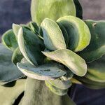 Crassula cotyledonis Leaf