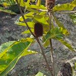Banksia robur फूल