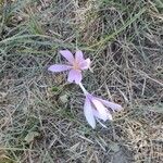 Colchicum neapolitanum Fleur