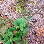 Geum coccineum Φύλλο