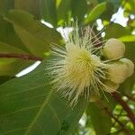 Syzygium samarangense Fruit