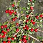 Cotoneaster nan-shan ശീലം