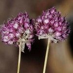 Allium strictum Blüte