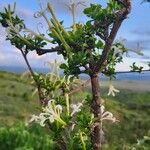 Turraea mombassana Λουλούδι