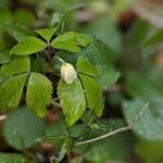 Anemone quinquefolia ফুল