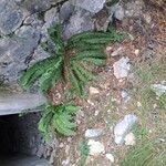 Polystichum lonchitis 整株植物