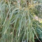 Searsia lancea Blatt