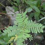 Sesbania grandiflora Leaf