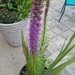 Liatris pycnostachya Flower