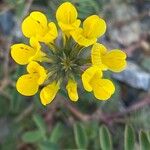 Hippocrepis scorpioides Flower