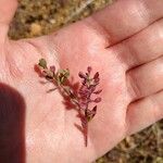 Lepidium nitidum Foglia