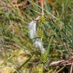 Carex demissa Цвят