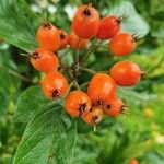 Pyracantha coccineaFrukto