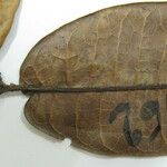 Trattinnickia rhoifolia Outro