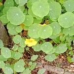 Tropaeolum majus عادت