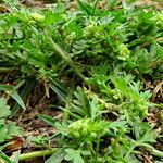 Lepidium didymum 形態