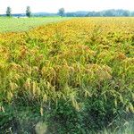 Panicum miliaceum Habitat