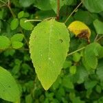 Impatiens noli-tangere Blatt