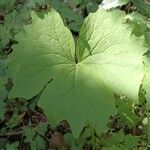 Achlys triphylla Leaf