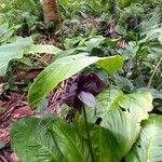 Tacca chantrieriFlor