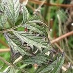 Rubus nemoralis Folio