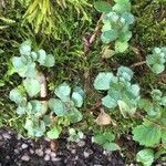 Sedum spurium Blad