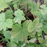 Pelargonium multibracteatum Leaf