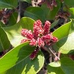 Rhus ovata Flower