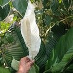 Spathiphyllum blandumफूल