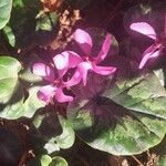 Cyclamen coum Цветок