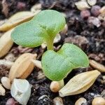 Dichondra micranthaBlatt