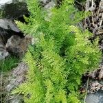 Cryptogramma crispa Leaf