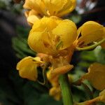 Senna alata Flor