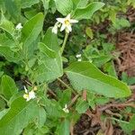 Solanum nigrum Folha