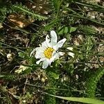 Leucanthemopsis alpina 花