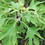 Tithonia diversifolia Levél