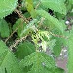 Girardinia diversifolia Blatt