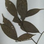 Aniba citrifolia Yaprak