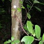 Urera oblongifolia Lehti