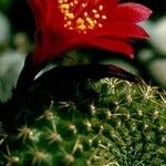 Rebutia minuscula Квітка