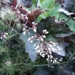 Heuchera micrantha Fiore