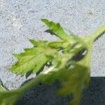 Verbena bracteata Blatt