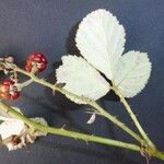 Rubus montanus Žiedas