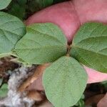 Rhynchosia minima Leaf