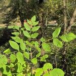 Fraxinus americanaLeaf