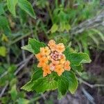 Lantana camaraFlor